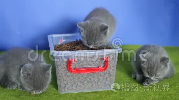 小猫从盒子里吃宠物食品视频