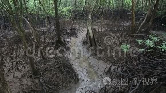 红树林根系的溪流视频