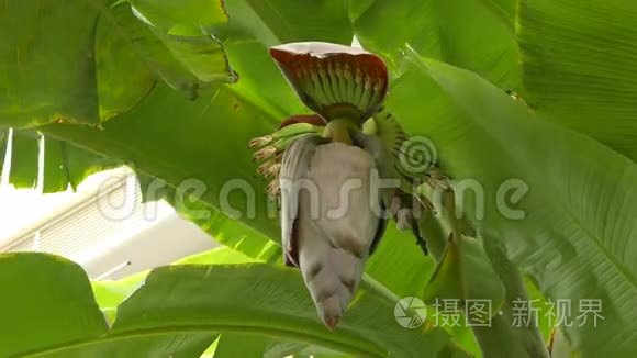 在种植园里种着一串绿色香蕉视频