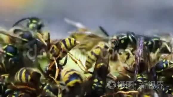 野生动物群的黄蜂吃烂梨或苹果视频