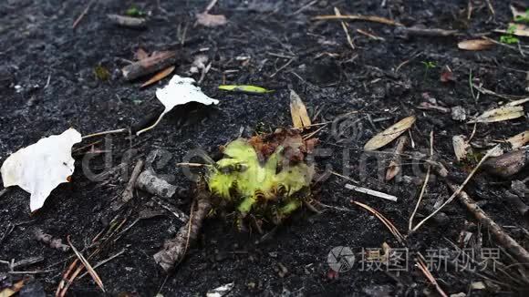 野生动物群的黄蜂吃烂梨或苹果视频