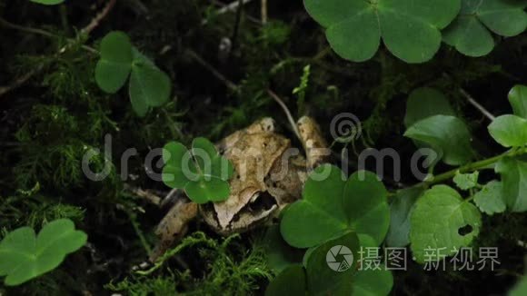 敏捷青蛙拉娜达玛蒂娜