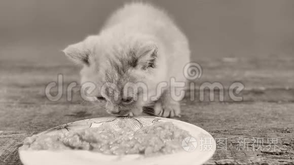 小猫吃盘子里的宠物食物视频