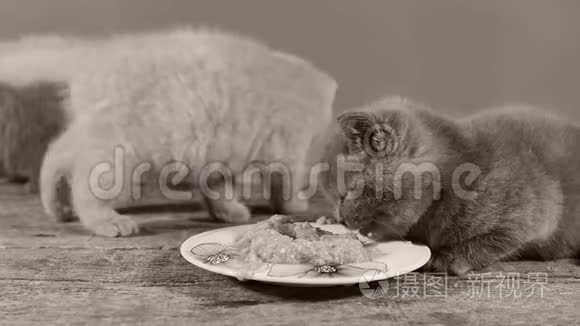 小猫吃盘子里的宠物食物