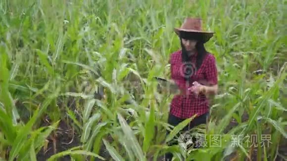 智慧生态农业养殖理念.. 农民女孩植物研究员在检查玉米时使用和触摸平板电脑