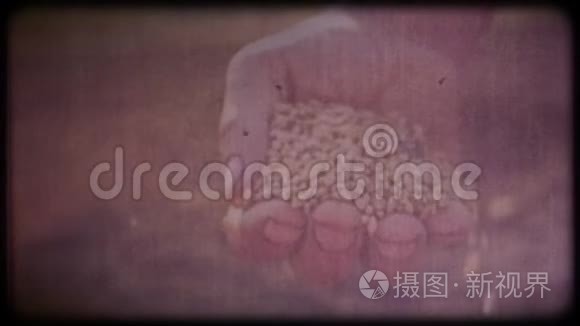 农民手中的小麦。 人检查收获.. 工作的手，粗糙的皮肤