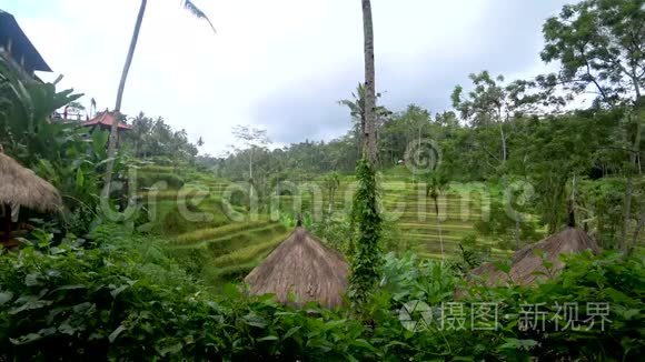 印尼水稻梯田景观