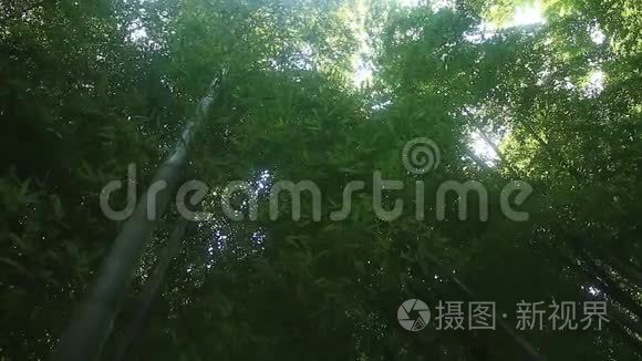 东京竹林公园视频