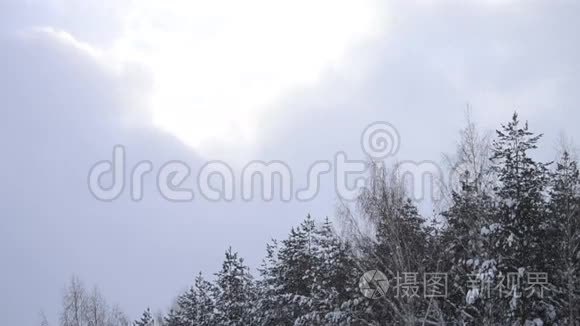 森林里的雪视频