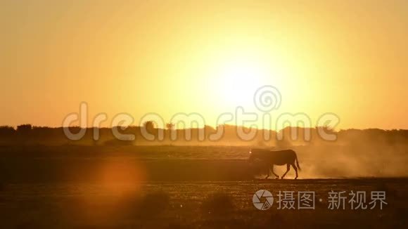 非洲日落斑马视频