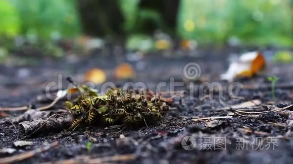 野生动物群的黄蜂吃烂梨或苹果视频