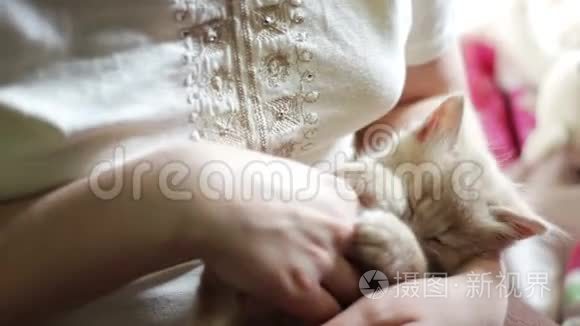 小毛茸茸的红色小猫在女主人手里抓着红色的指甲，玩的是咬她，抓她