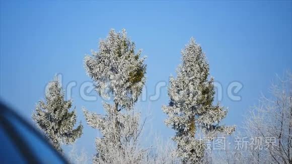 蓝天背景下的冻树冠