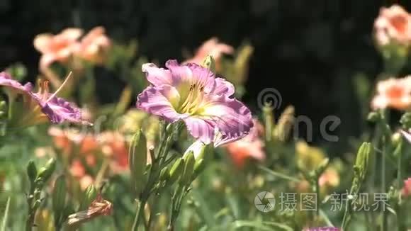 她的花