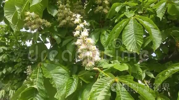 白色开花栗树.短视频