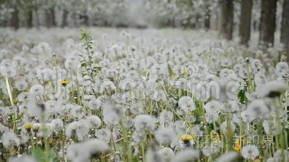 风中的蒲公英视频