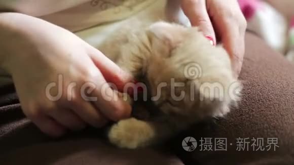 小毛茸茸的红色小猫在女主人手里抓着红色的指甲，玩的是咬她，抓她