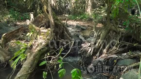 丛林景观与流动的河流视频