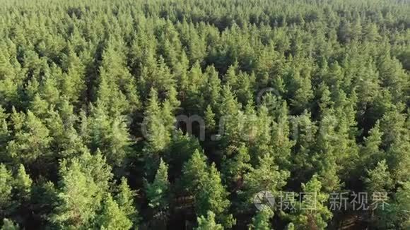 松林，鸟瞰无人机.. 森林树上松木公园的俯视图。