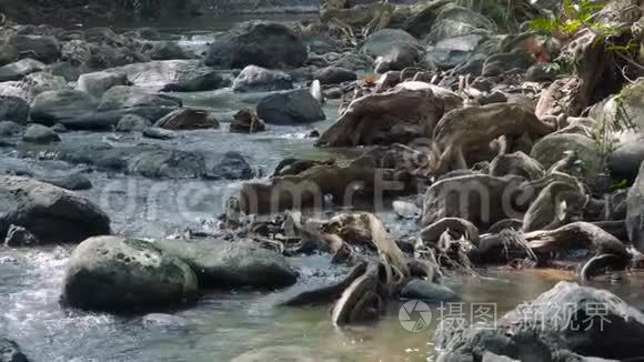丛林景观与流动的河流视频