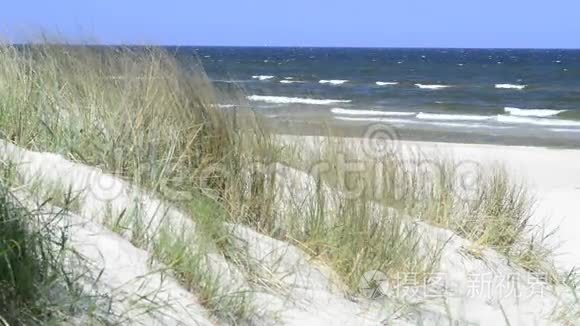 波兰波罗的海海岸带海滩草视频