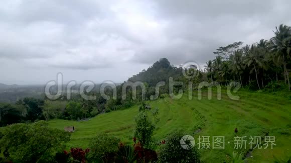 印尼水稻梯田景观视频