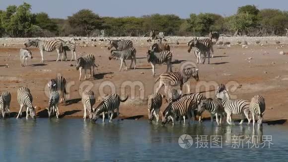 平原斑马饮用水-Etosha