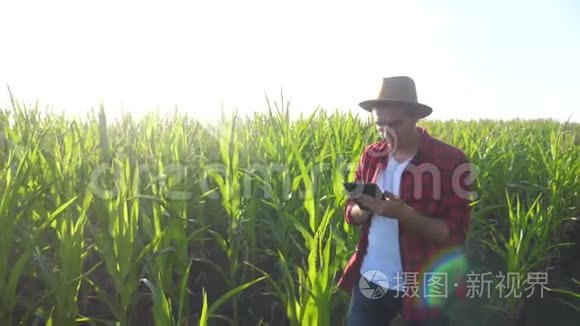 智慧农耕概念慢动作视频.. 男子农艺师在玉米地拿着平板电脑，正在学习