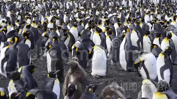 企鹅国王在海滩上的殖民地视频