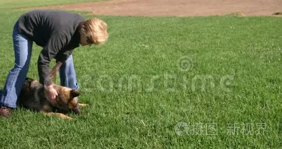 农场里养了一只牧羊犬视频