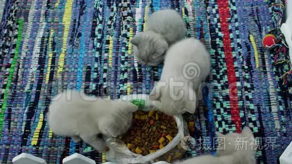 小猫从地板上吃宠物食品视频