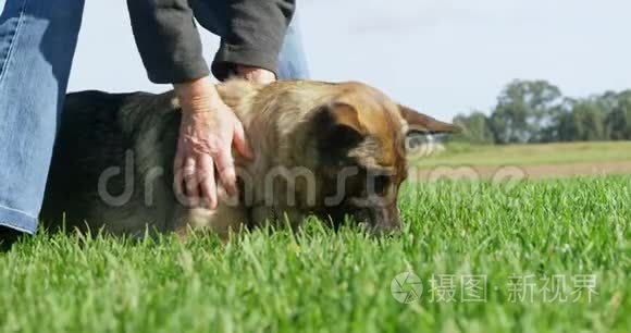 农场里养了一只牧羊犬视频