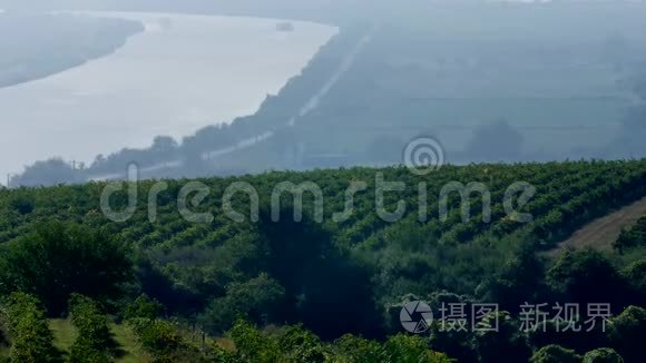 多瑙河和一排排葡萄园收割前视频