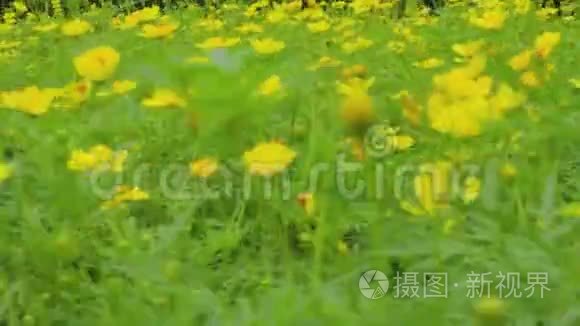 东京绿色花园的黄色宇宙视频
