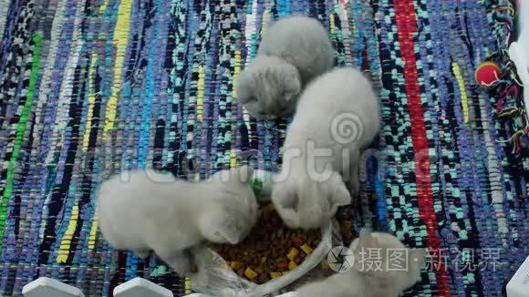 小猫从地板上吃宠物食品视频