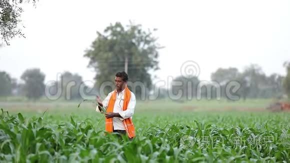在绿色玉米地的印度农民