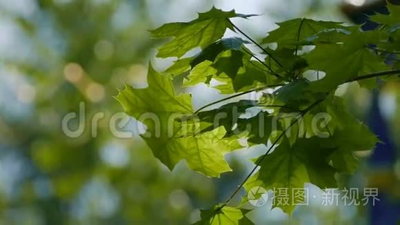 枫叶在天空背景下的慢动作视频视频