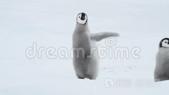 帝企鹅在冰上雏鸟视频