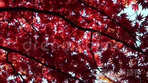 色彩鲜艳的秋叶视频