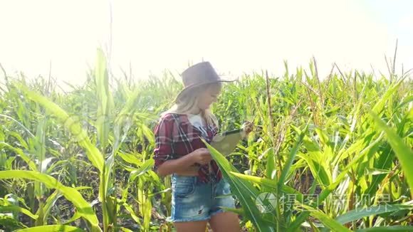 智慧农业慢动作视频概念.. 女孩农学家在玉米地里拿着平板电脑触摸板电脑是生活方式