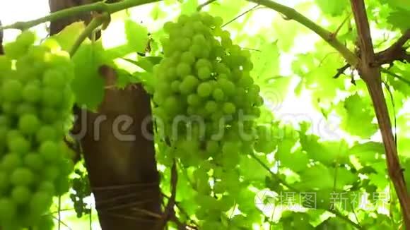 有机果枝条上的绿色葡萄视频