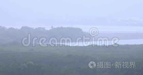 大岛阿姆米红树林雨天视频