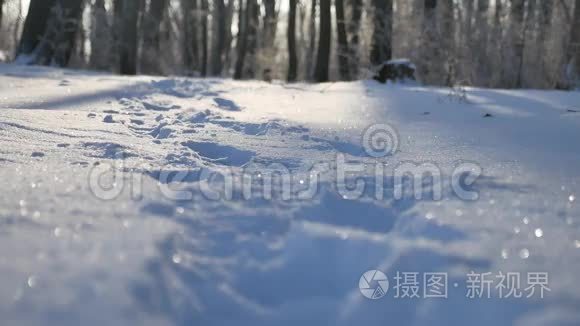 白雪皑皑的冬日森林自然美景视频