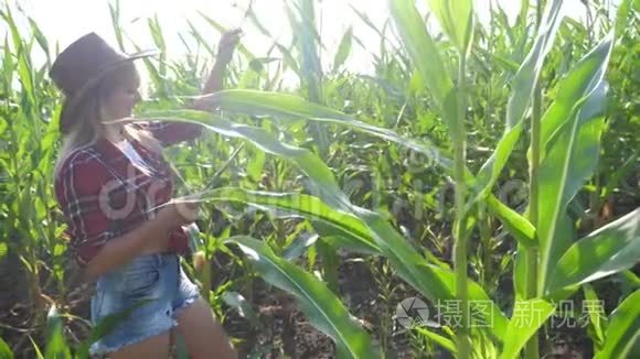 智慧农业慢动作生活方式视频概念.. 女孩农学家在玉米地里拿着平板电脑。