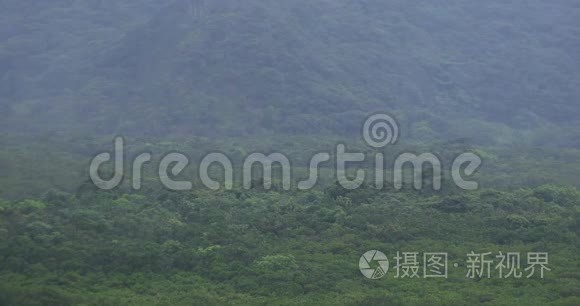 大岛阿姆米红树林雨天视频