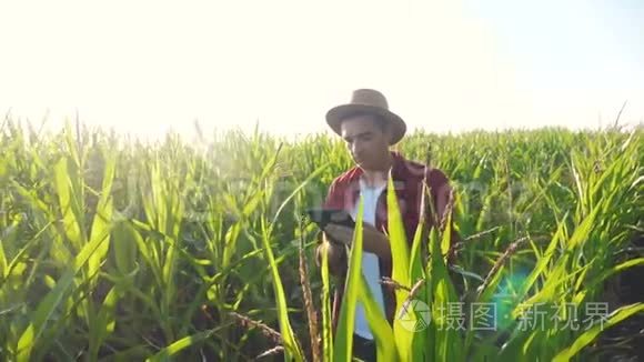 智慧农耕概念慢动作视频.. Agronomist男人的生活方式就是在玉米地里放平板电脑。