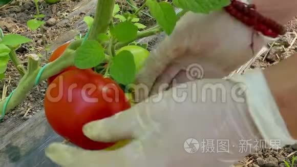 新鲜采摘的有机番茄视频