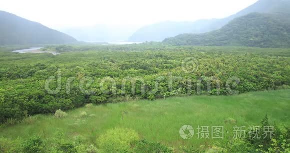 大岛阿姆米红树林雨天视频