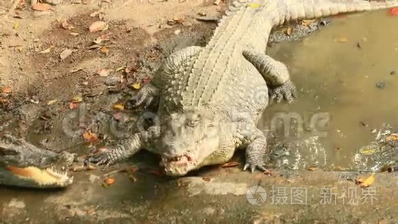 湖中的鳄鱼视频