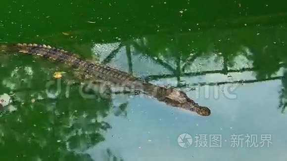 湖中的鳄鱼视频